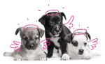 Puppy_