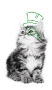 Cat_